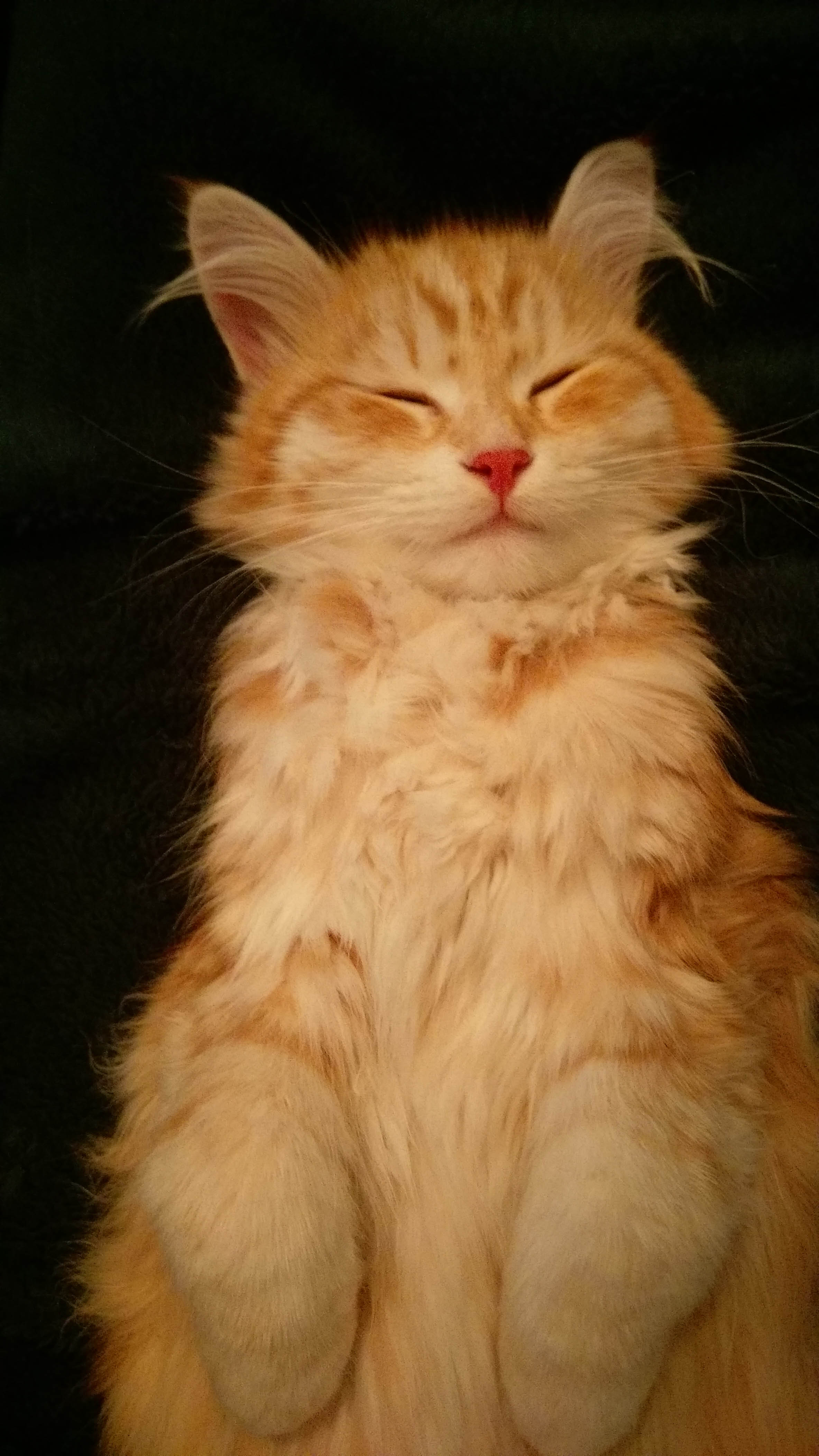sibirisk katt Ian